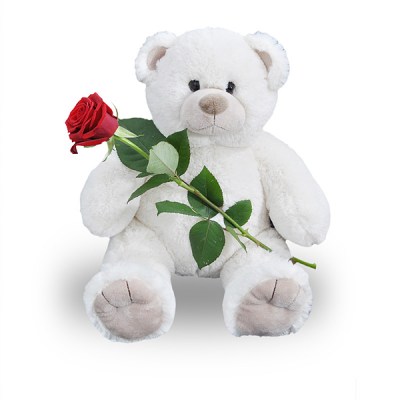 white teddy and rose